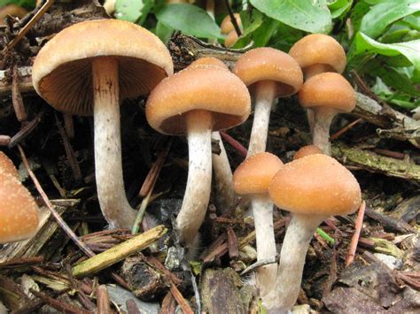 allenii mushroom|Psilocybe allenii